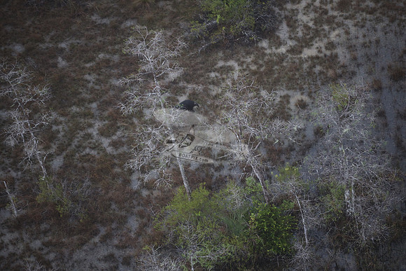 bear in the woods.8440