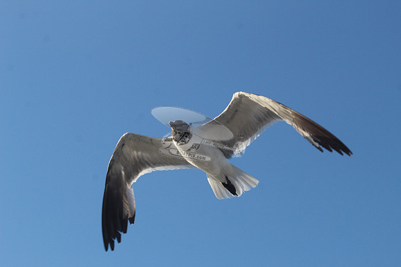 bird.9892