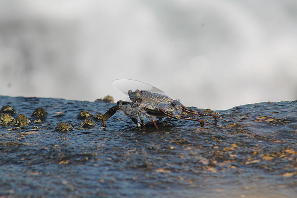 CRAB.03