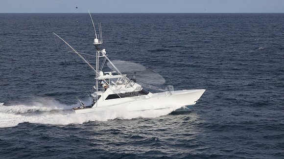 CHASIN TAIL.SINGER ISLAND.2951