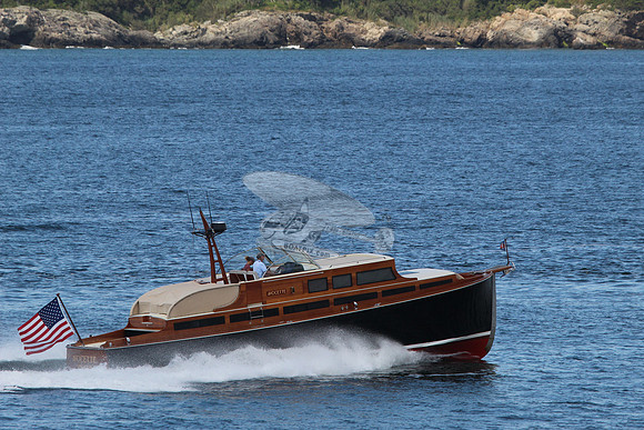 Avocette.18