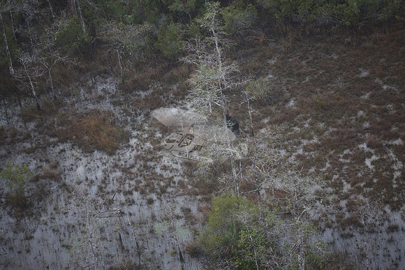 bear in the woods.8446