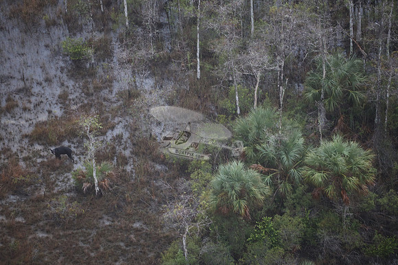 bear in the woods.8458
