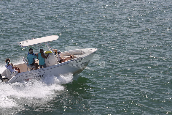 Barracuda.cobia.07