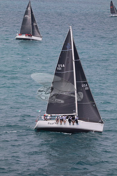 101.ERIZO DEL MAR.5660