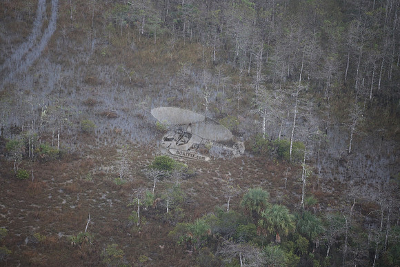 bear in the woods.8429