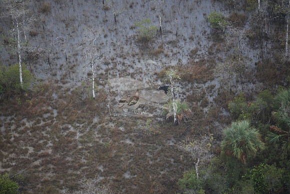 bear in the woods.8459