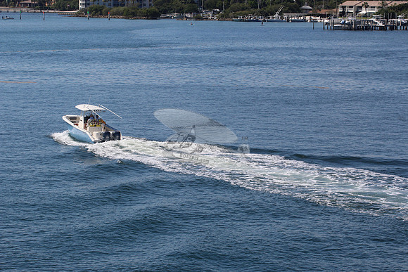 cobia.5394