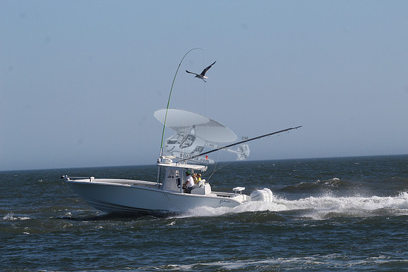 fishbox.yellowfin.7976