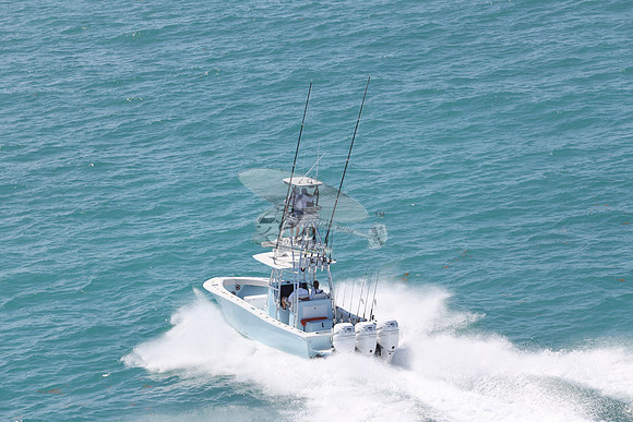 conch.jorlgrave.3 white 400 merc.6319