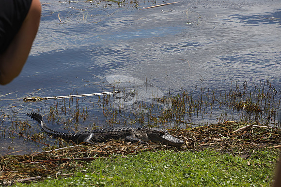 ALLIGATOR.1