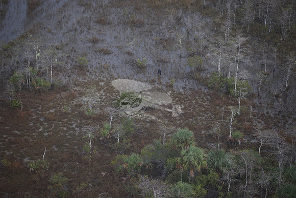 bear in the woods.8432