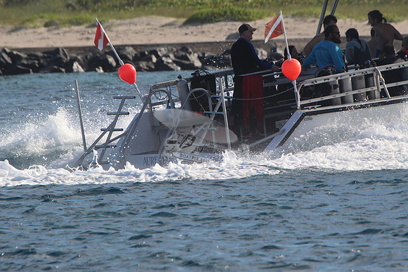Aurelia.14