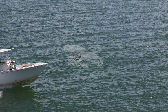 Barracuda.cobia.10