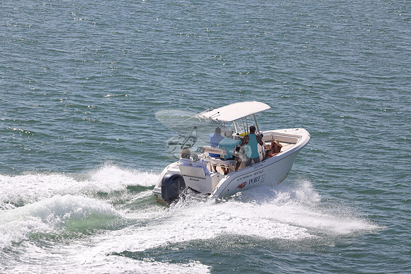Barracuda.cobia.02