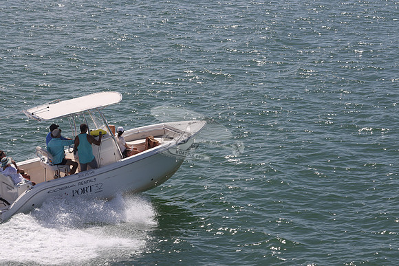 Barracuda.cobia.06