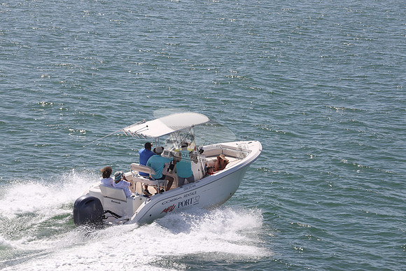Barracuda.cobia.04