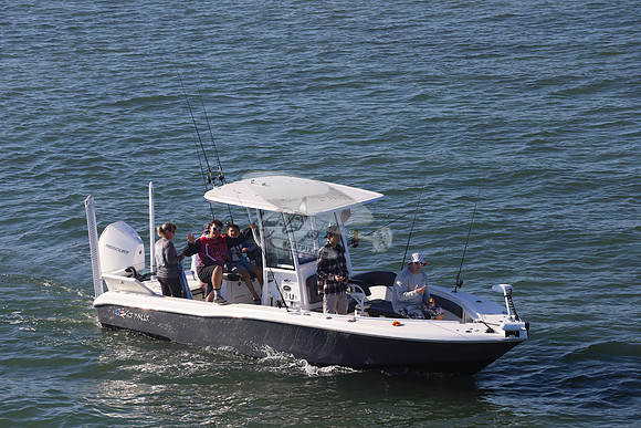 Crevalle.gray.2