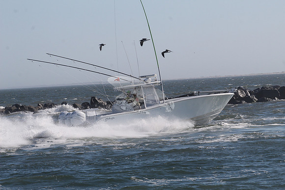 fishbox.yellowfin.7998