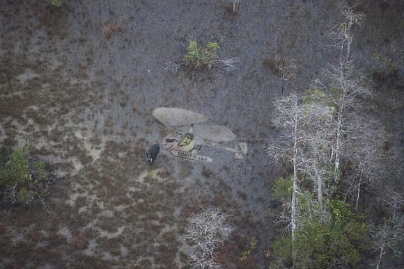 bear in the woods.8434