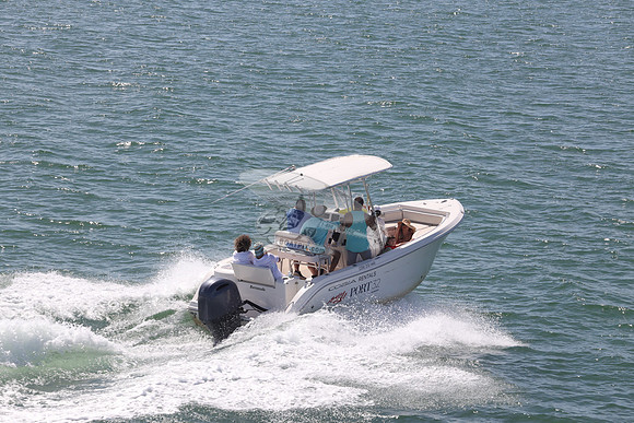 Barracuda.cobia.03