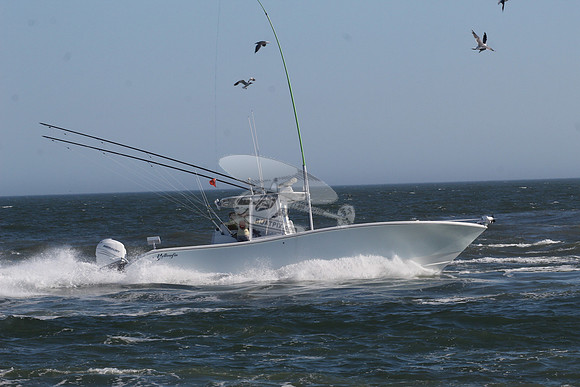 fishbox.yellowfin.7994