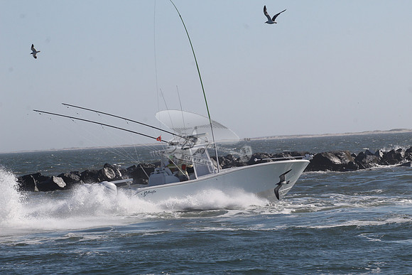 fishbox.yellowfin.7999