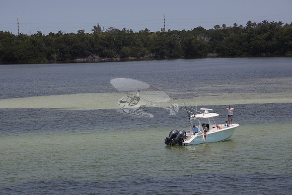 COBIA.2 YAMAHA.9626