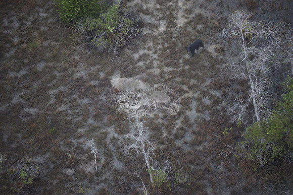 bear in the woods.8437