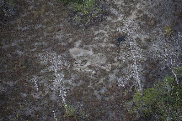 bear in the woods.8438