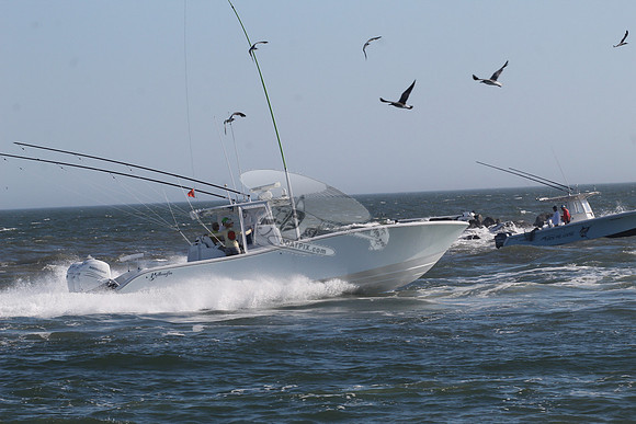fishbox.yellowfin.7996