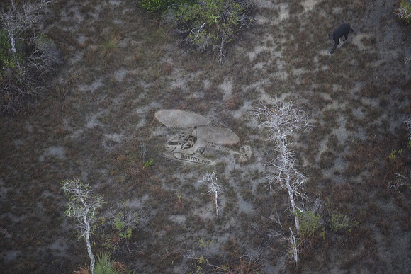 bear in the woods.8436