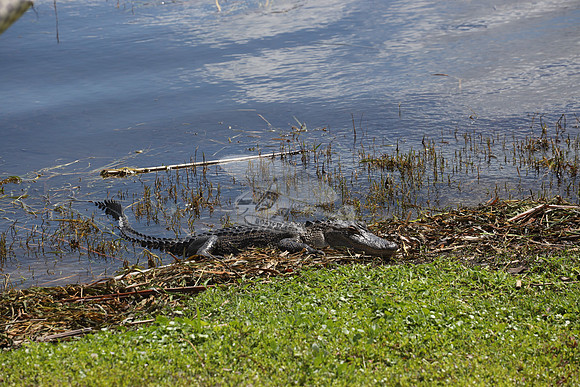 ALLIGATOR.3