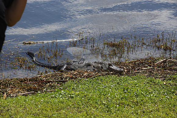 ALLIGATOR.2