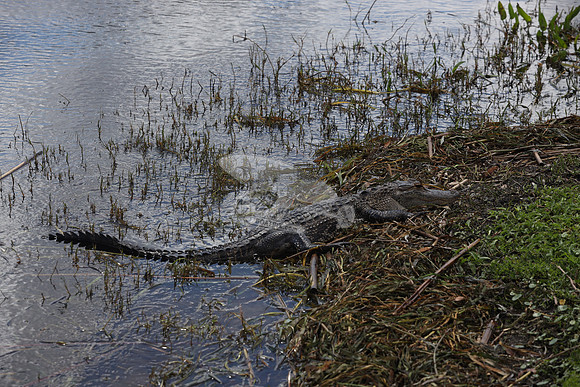 ALLIGATOR.4