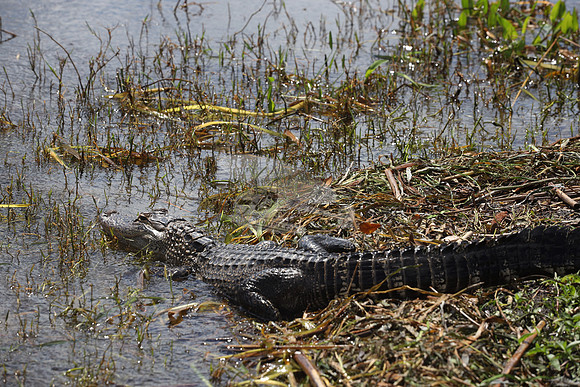 ALLIGATOR.21
