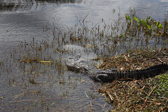 ALLIGATOR.22