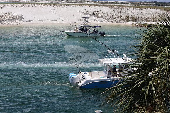 7 Shark.everglades.6