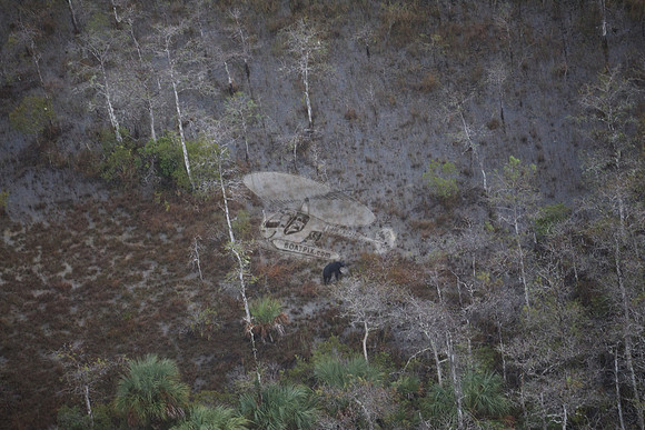 bear in the woods.8464