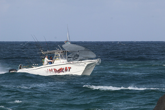 fl5599mu.wild kat.1684