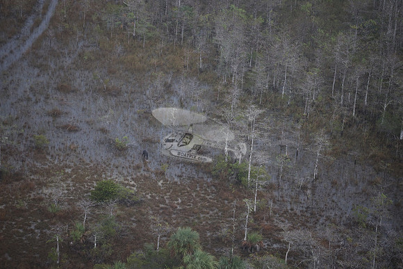 bear in the woods.8431