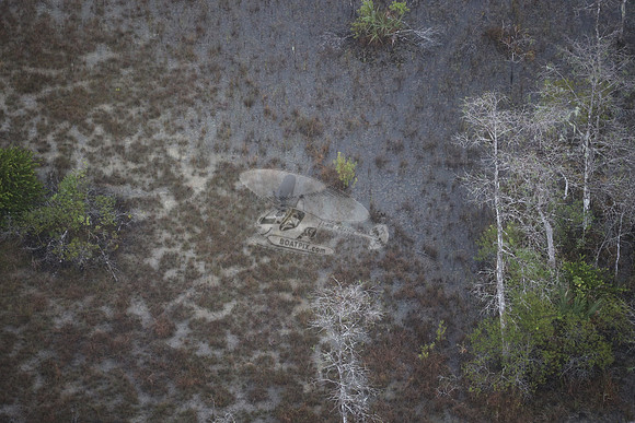 bear in the woods.8435