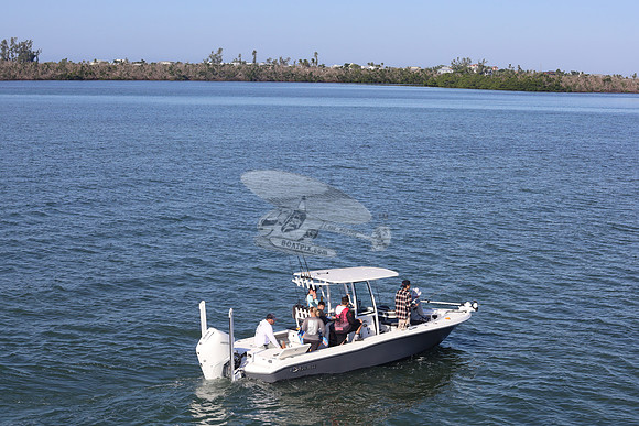 Crevalle.gray.6