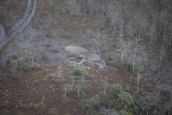 bear in the woods.8430