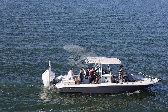 Crevalle.gray.5