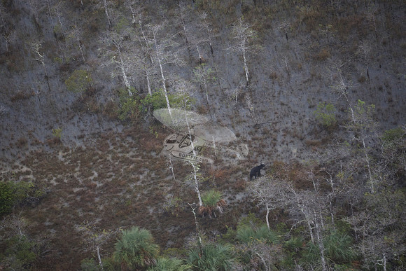 bear in the woods.8465