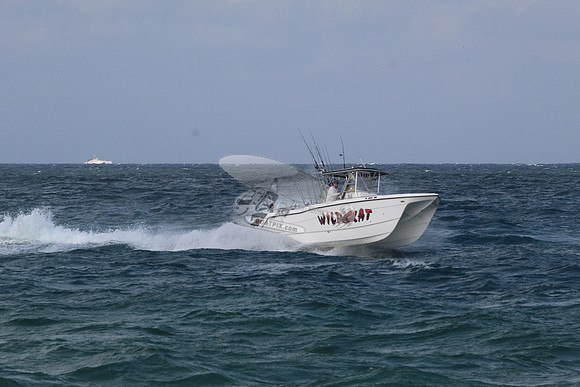 fl5599mu.wild kat.1679