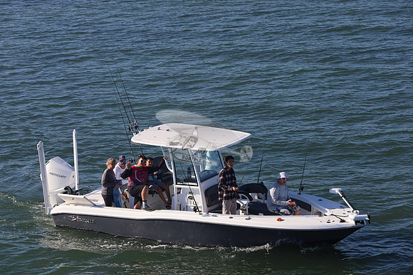 Crevalle.gray.3