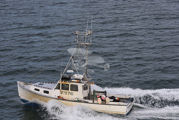 979710.FIGHTING IRISH.BASS RIVER MA.09