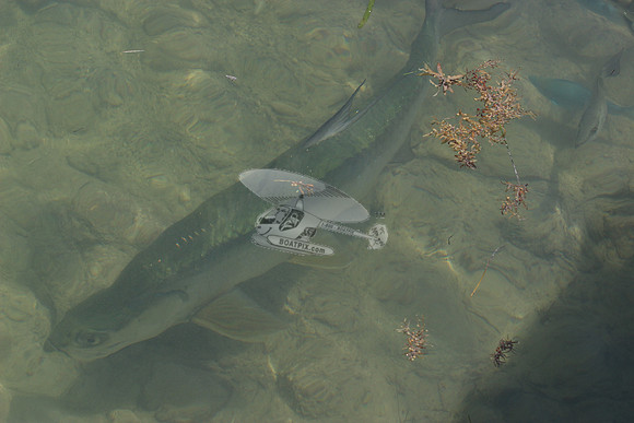 fish.0349